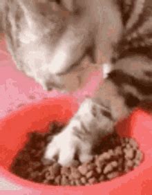 cat eat gif|cat munching gif.